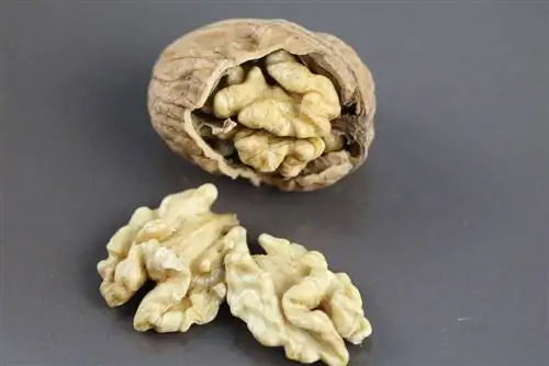 Грецкий орех - Juglans regia