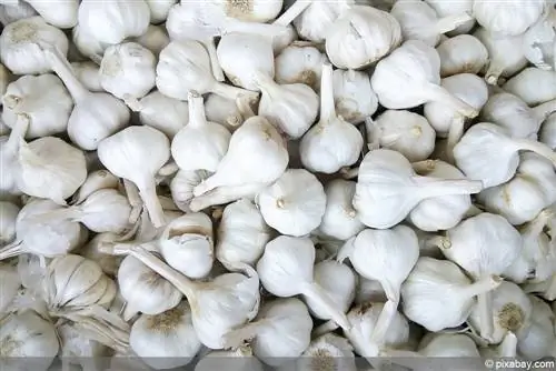 Garlic against cutworms