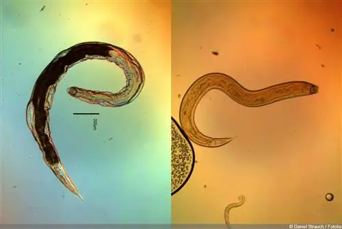 Nematodes - roundworms