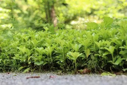 Исандр - Толстяк - Pachysandra Terminalis