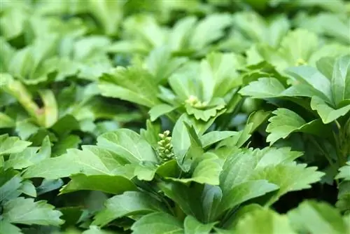 Ysander - Gros homme - Pachysandra terminalis