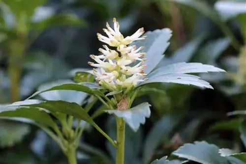 Ysander - Homem Gordo - Pachysandra terminalis