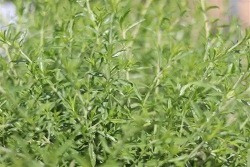 Tomillo de campo - tomillo de arena - Thymus serpyllum