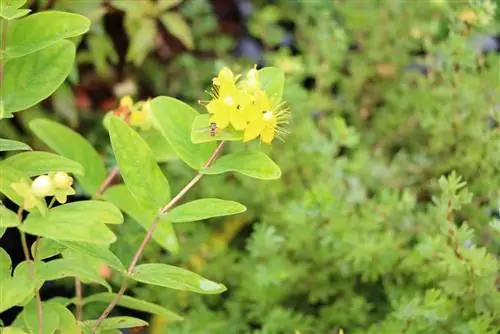 สาโทเซนต์จอห์น - Hypericum perforatum