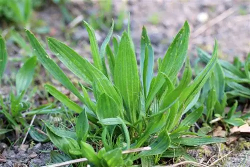 กล้าย Ribwort