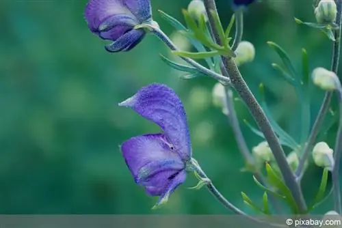 Salvia de pradera