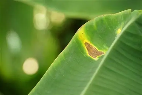 Pisang mendapat daun berwarna coklat