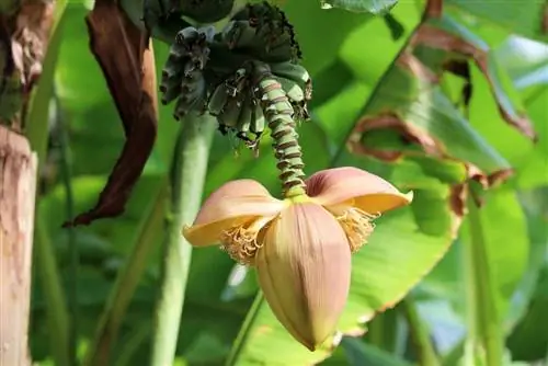 Pisang - Musa basjoo