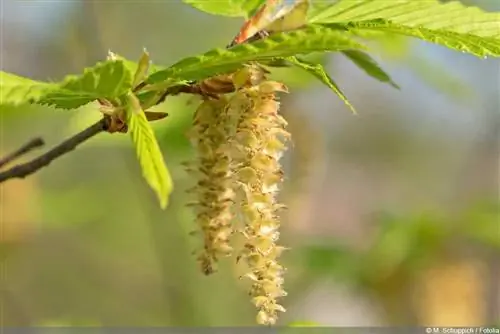 Llúpol europeu, Ostrya carpinifolia