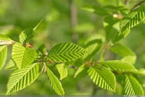 Hop beech, Ostrya: โปรไฟล์ คุณสมบัติพิเศษ และการดูแล