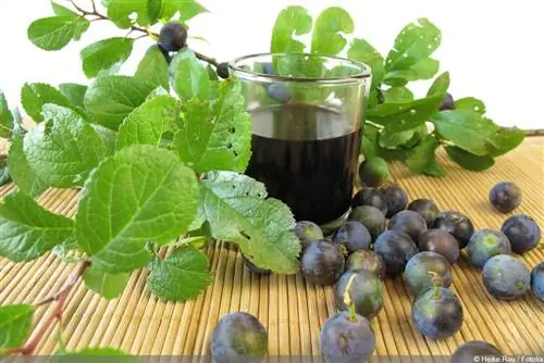 Blackthorn liqueur with rum: Five recipes - Make your own blackthorn fire