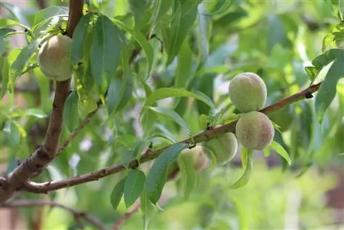 የፒች ዛፍ - Prunus persica