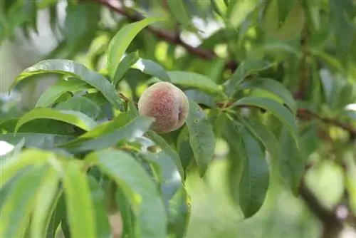 Peach Tree Diseases: Leaves curl or turn yellow