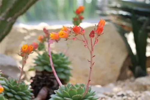 Echeveria derenbergii