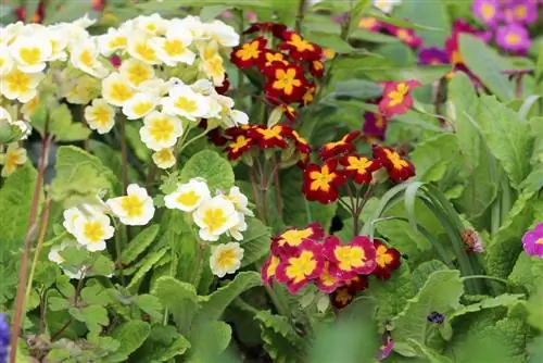 Primrose - Primula