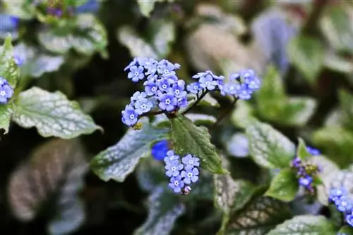 Malaki ang dahon ng Caucasus forget-me-not - Brunnera macrophylla