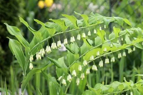 Polygonatum multiflorum, raíz blanca de múltiples flores, sello de Salomón