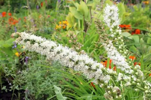 ถ่านอันงดงาม - Liatris spicata