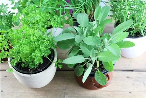 Make your own signs for the herb garden: make herb signs