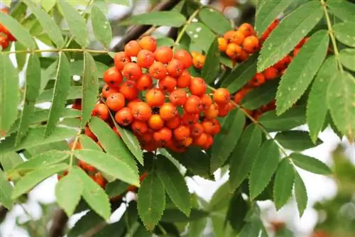 Rowanberry, frasin de munte, rowan, Sorbus aucuparia