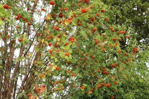 Rowanberry, frasin de munte, rowan, Sorbus aucuparia