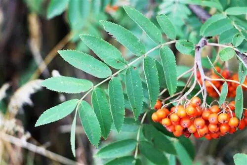 Apakah buah rowan beracun? - Apa yang harus dilakukan jika seekor anjing memakan buah rowan?