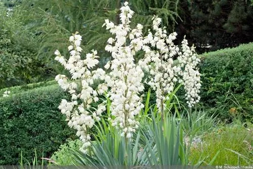 Mum palmiye zambağı - Yucca gloriosa