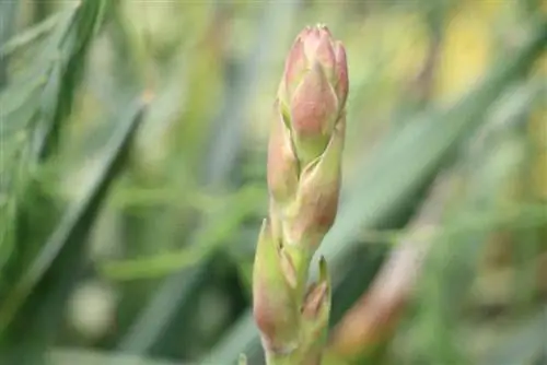 Candle palm lily - Yucca gloriosa