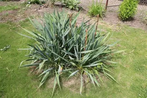 Žvakė palmių lelija, Yucca Gloriosa – priežiūra nuo A-Z - Ar jis atsparus?