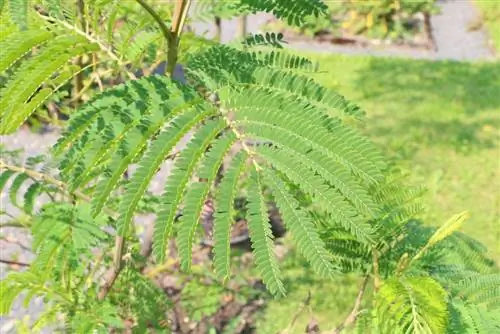 Paraserianthes lophantha, sy akasia, sambreel akasia