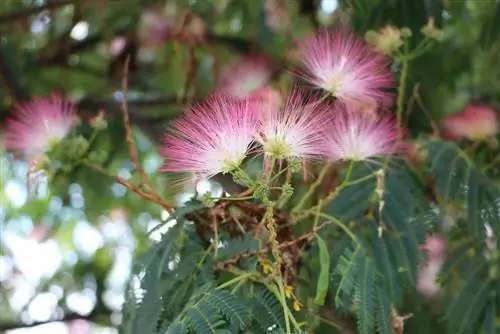 Salcâm de mătase - Albizia julibrissin