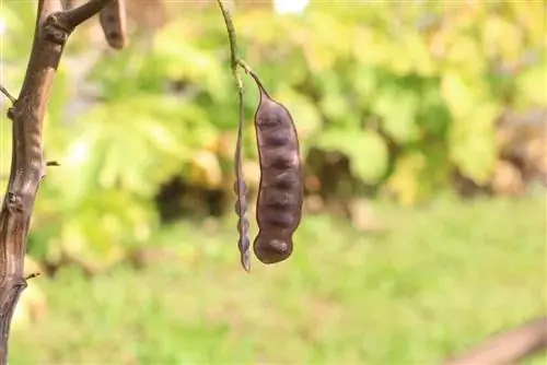 Paraserianthes lophantha, sy akasia, sambreel akasia