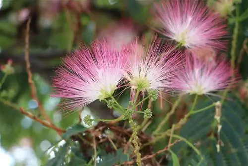 Acácia de seda - Albizia julibrissin