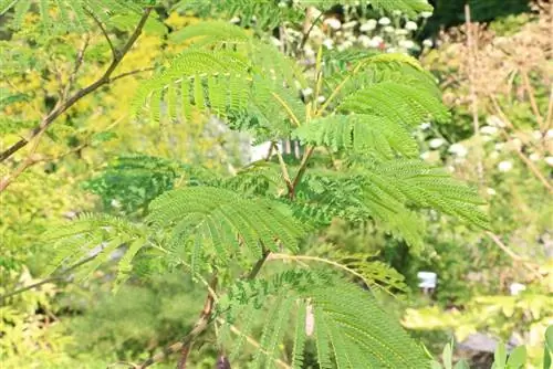 Acacia seta: cura dalla A alla Z - Taglia l'albero di seta e sverna