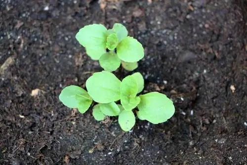 Stevia rebaudiana - şirin ot