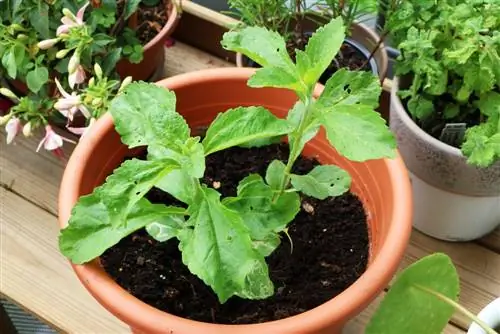 Stevia rebaudiana - planta dulce