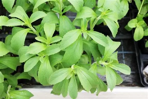 Stevia bitkisinin becərilməsi: A-Z-dən baxım - Düzgün qışlamağınız belədir