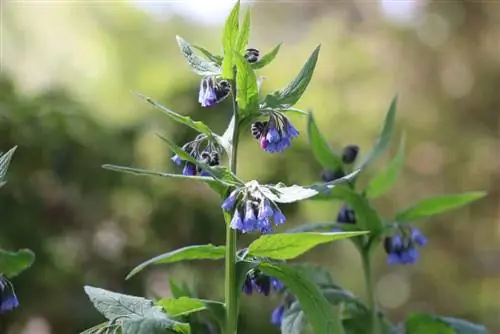 Prosess comfrey - Tørk comfrey rot og legg på toppen