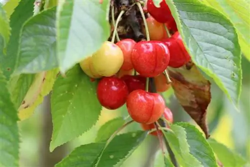 Cherry and apple trees as half trunks: planting distance and care