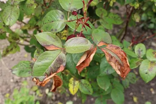 Ruggine rosa - foglie marroni