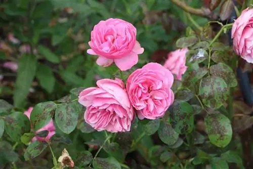 Ruggine rosa - foglie marroni