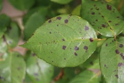 Karat mawar - daun berwarna coklat