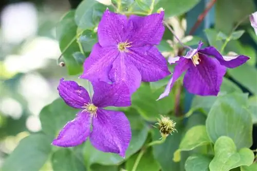 Clematis „Președintele” - clematis