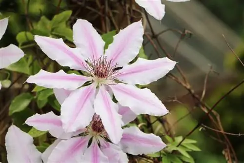 Pagputol ng Clematis: Mga tagubilin para sa huli at maagang pamumulaklak ng mga varieties