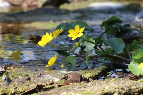 Caléndula de pantano - C altha palustris