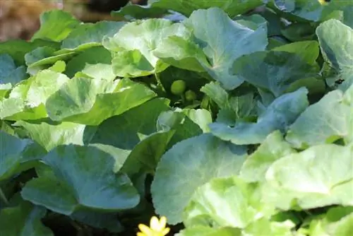 Marsh marigold - C altha palustris