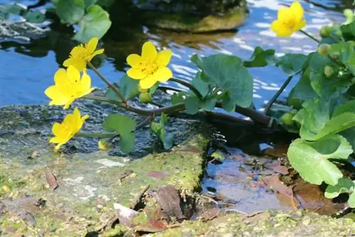 Marsh marigold - C altha palustris