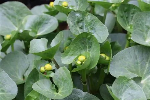 Marsh marigold - C altha palustris