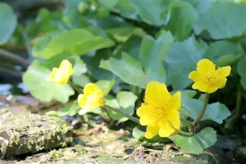 Marsh ringblomma i dammen: plats, skötsel och förökning