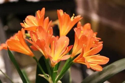 Pas Leaf - Clivia - Clivia miniata